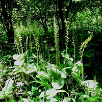 Neottia ovata Common Twayblade