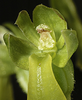 Neottia ovata Common Twayblade