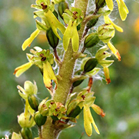 Neottia ovata Common Twayblade