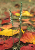 Spiranthes spiralis