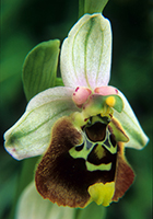 Ophrys episcopalis