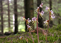 Epipogium aphyllum var. lactea