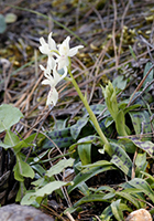 Orchis provincialis