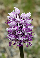 Orchis simia