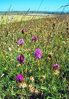 Anacamptis pyramidalis 