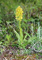 Orchis punctulata