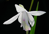 Bletilla striata alba 