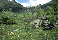 Dactylorhiza sambucina