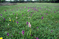 Anacamptis morio