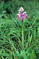 Orchis militaris