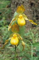 Cypripedium parviflorum