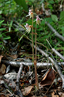 Epipogium aphyllum