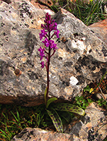 Orchis quadripunctata