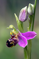 Ophrys apifera