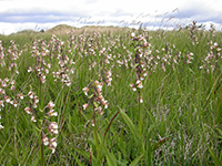 Epipactis palustris