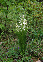 Cephalanthera longifolia