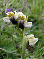 Ophrys pallida