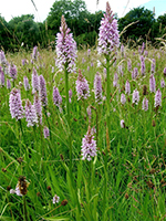 Dactylorhiza fuchsii