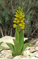 Orchis punctulata