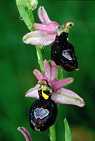 Ophrys drumana