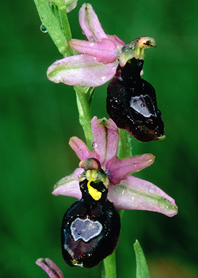 Ophrys drumana