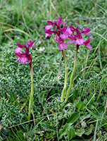 Anacamptis papilionacea x longicornu