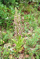 Himantoglossum hircium