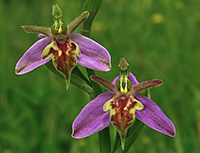 Ophrys apifera subsp. trollii