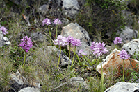 Orchis italica