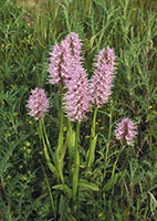 Orchis italica