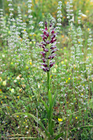 Anacamptis coriophora subsp. fragrans