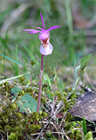 Calypso bulbosa