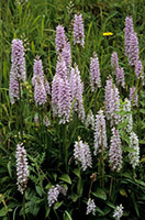 Dactylorhiza fuchsii