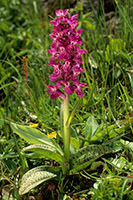 Dactylorhiza alpestris