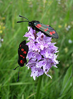 Dactylorhiza fuchsii