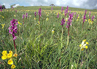 Orchis mascula