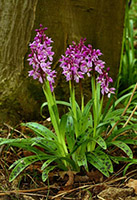 Orchis mascula