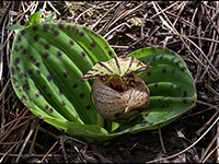 Cypripedium mageritaceum