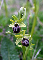 Ophrys sphegodes