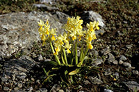 Orchis pauciflora