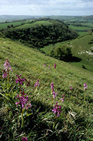 Orchis mascula