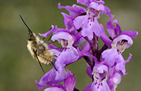 Orchis mascula