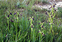 Ophrys kotschyi