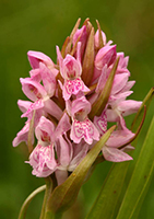 Dactylorhiza incarnata