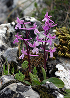 Orchis anatolica