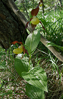 Cypripedium calceolus