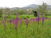 Anacamptis laxiflora