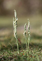 Spiranthes spiralis