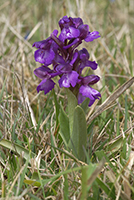 Anacamptis morio