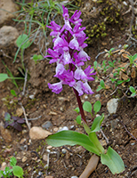 Orchis ichnusae